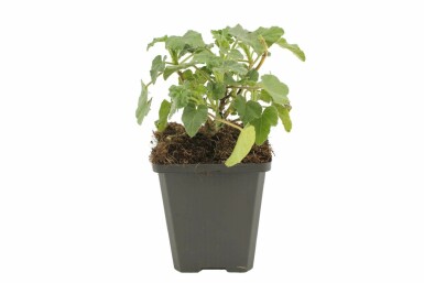 Mauve Lavatera 'Barnsley' 5-10 Pot 9x9 cm (P9) Lavatera 'Barnsley'