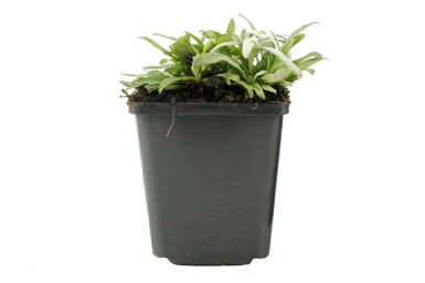 Édelweiss des Alpes Leontopodium alpinum 5-10 Pot 9x9 cm (P9) Leontopodium alpinum