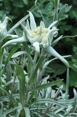 Édelweiss des Alpes Leontopodium alpinum 5-10 Pot 9x9 cm (P9)