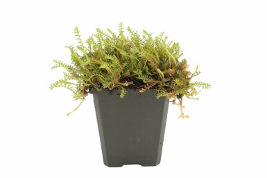 Léptinelle rugueuse Leptinella squalida 5-10 Pot 9x9 cm (P9)