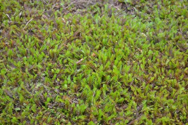Léptinelle rugueuse Leptinella squalida 5-10 Pot 9x9 cm (P9)