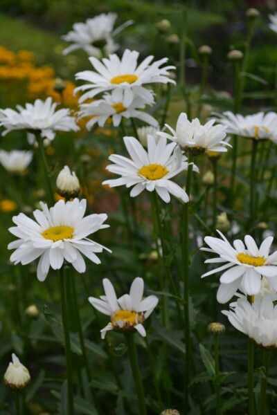 Marguerite élevée Leucanthemum maximum 'Alaska' 5-10 Pot 9x9 cm (P9) Leucanthemum maximum 'Alaska'