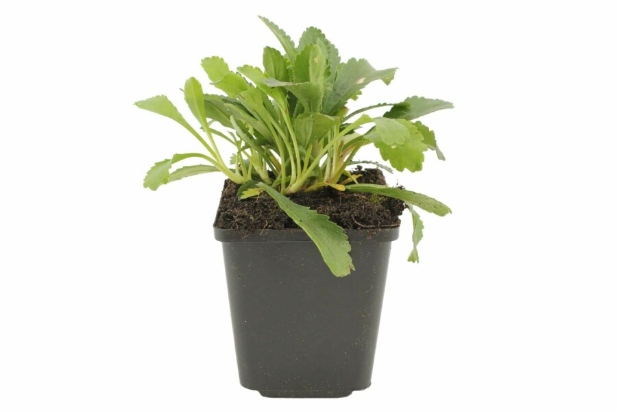 Marguerite élevée Leucanthemum maximum 'Alaska' 5-10 Pot 9x9 cm (P9) Leucanthemum maximum 'Alaska'