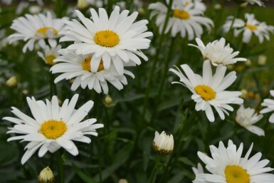 Marguerite élevée Leucanthemum maximum 'Alaska' 5-10 Pot 9x9 cm (P9) Leucanthemum maximum 'Alaska'