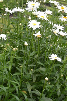 Marguerite élevée Leucanthemum maximum 'Alaska' 5-10 Pot 9x9 cm (P9)