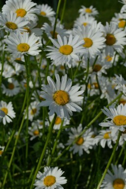 Marguerite commune Leucanthemum vulgare 'Maikonigin' 5-10 Pot 9x9 cm (P9) Leucanthemum vulgare 'Maikonigin'