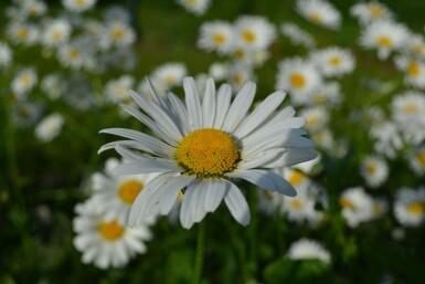 Marguerite commune Leucanthemum vulgare 'Maikonigin' 5-10 Pot 9x9 cm (P9) Leucanthemum vulgare 'Maikonigin'
