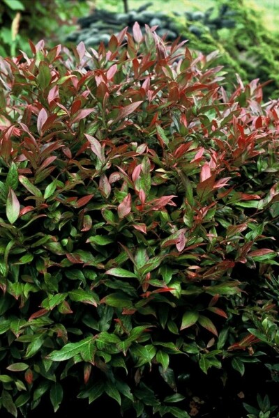 Leucothoe Leucothoe 'Zeblid' Arbuste 15-20 Pot 2 l (C2) Leucothoe 'Zeblid' arbuste 15-20 cm