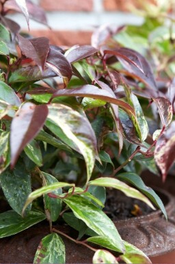 Leucothoë de Desfontaines Leucothoe fontanesiana 'Rainbow' Arbuste 20-30 Pot 2 l (C2)