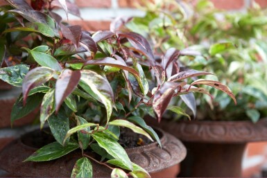 Leucothoe fontanesiana 'Rainbow' C2 20-30