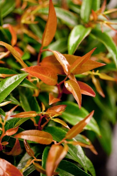 Leucothoe keiskei 'Royal Ruby' C10 40-50
