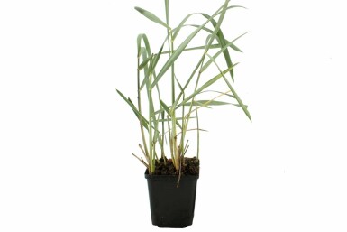 Leyme des sables Leymus arenarius 5-10 Pot 9x9 cm (P9)