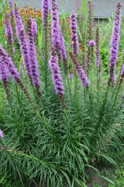 Liatris en épi Liatris spicata 'Floristan Violet' 5-10 Pot 9x9 cm (P9)