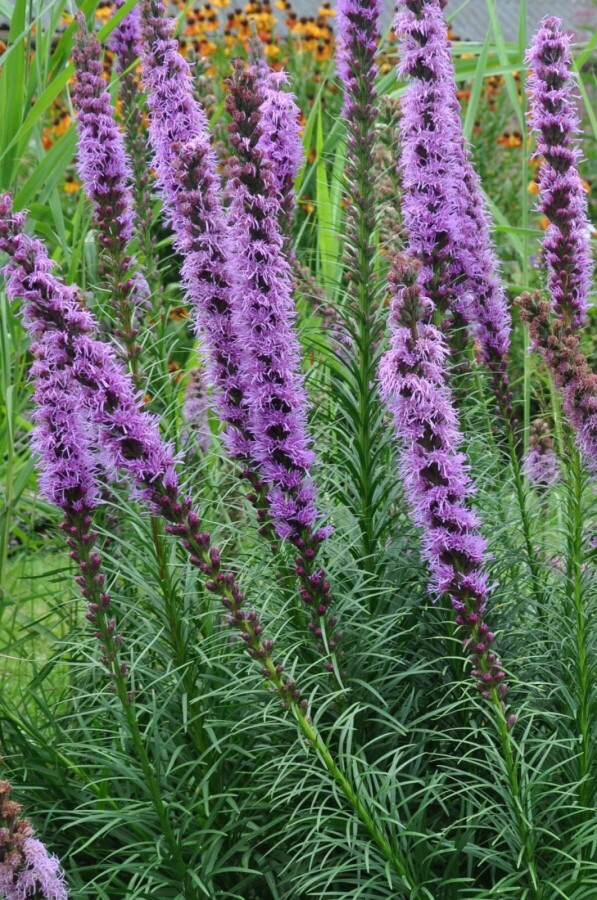 Liatris en épi Liatris spicata 'Floristan Violet' 5-10 Pot 9x9 cm (P9) Liatris spicata 'Floristan Violet'