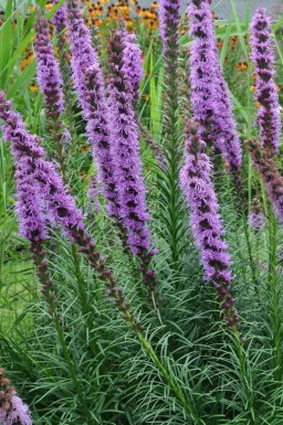 Liatris en épi Liatris spicata 'Floristan Violet' 5-10 Pot 9x9 cm (P9) Liatris spicata 'Floristan Violet'