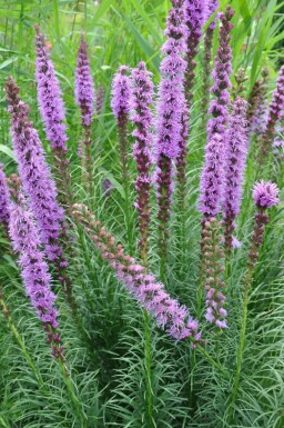 Liatris en épi Liatris spicata 'Floristan Violet' 5-10 Pot 9x9 cm (P9) Liatris spicata 'Floristan Violet'
