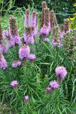 Liatris en épi Liatris spicata 'Kobold' 5-10 Pot 9x9 cm (P9)