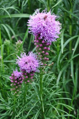 Liatris en épi Liatris spicata 'Kobold' 5-10 Pot 9x9 cm (P9)