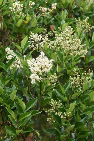 Ligustrum lucidum C12 80-100