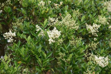 Ligustrum lucidum C12 80-100