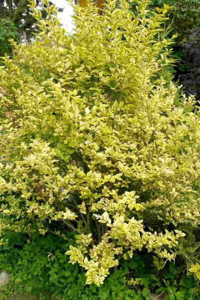 Ligustrum ovalifolium 'Aureum' C2 30-40