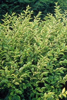 Troène à feuilles ovales Ligustrum ovalifolium 'Aureum' Arbuste 30-40 Pot 2 l (C2)