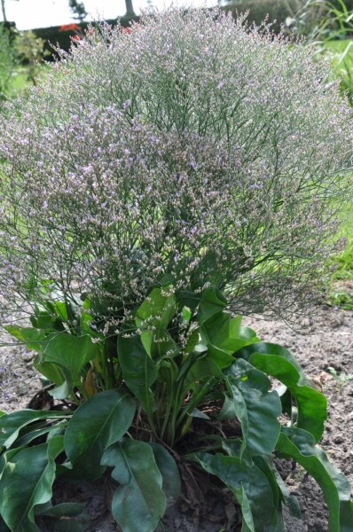 Limonium latifolium