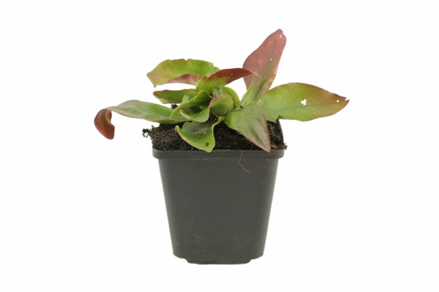 Limonium de Gerber Limonium latifolium 5-10 Pot 9x9 cm (P9) Limonium latifolium