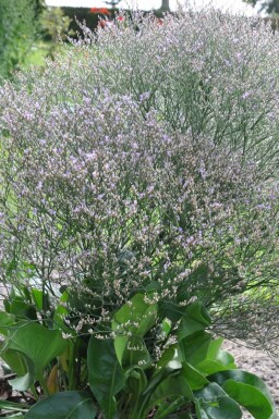 Limonium de Gerber Limonium latifolium 5-10 Pot 9x9 cm (P9)