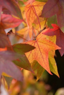 Copalme d'Amérique Liquidambar styraciflua 'Worplesdon' Arbuste 60-80 Pot 3 l (C3)