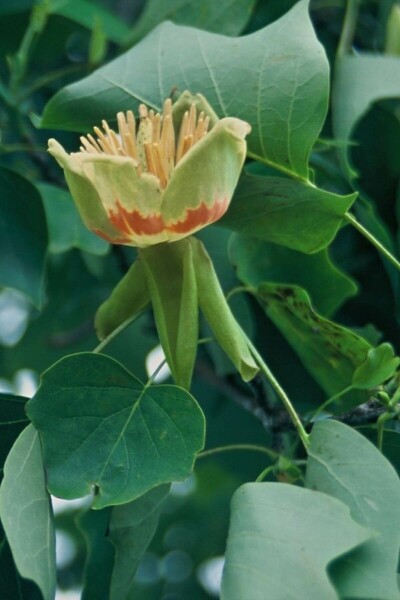 Tulipier de Virginie Liriodendron tulipifera Arbuste 125-150 Pot 12 l (C12) Liriodendron tulipifera arbuste 125-150 cm