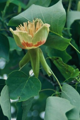 Tulipier de Virginie Liriodendron tulipifera Arbuste 30-40 Pot 5 l (C5)