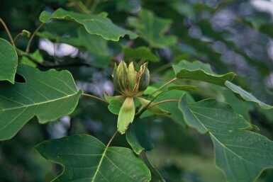 Tulipier de Virginie Liriodendron tulipifera Arbuste 30-40 Pot 5 l (C5)