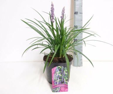 Liriope muscari Liriope muscari 'Moneymaker' 10-15 Pot 2 l (C2) Liriope muscari 'Moneymaker'