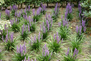 Liriope muscari Liriope muscari 'Moneymaker' 10-15 Pot 2 l (C2) Liriope muscari 'Moneymaker'
