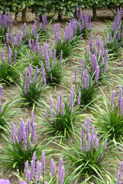 Liriope muscari Liriope muscari 'Moneymaker' 5-10 Pot 9x9 cm (P9) Liriope muscari 'Moneymaker'