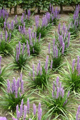 Liriope muscari 'Moneymaker'