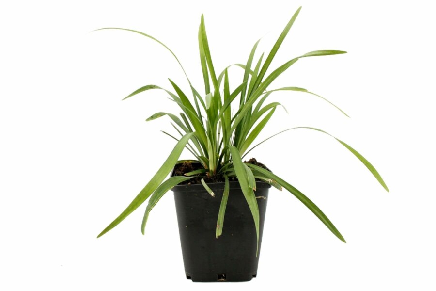 Liriope muscari Liriope muscari 'Moneymaker' 5-10 Pot 9x9 cm (P9) Liriope muscari 'Moneymaker'