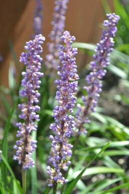 Liriope muscari Liriope muscari 'Moneymaker' 5-10 Pot 9x9 cm (P9) Liriope muscari 'Moneymaker'