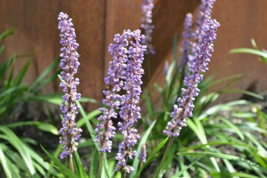 Liriope muscari Liriope muscari 'Moneymaker' 5-10 Pot 9x9 cm (P9) Liriope muscari 'Moneymaker'