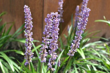 Liriope muscari Liriope muscari 'Moneymaker' 5-10 Pot 9x9 cm (P9)