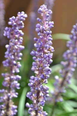Liriope muscari Liriope muscari 'Moneymaker' 5-10 Pot 9x9 cm (P9) Liriope muscari 'Moneymaker'