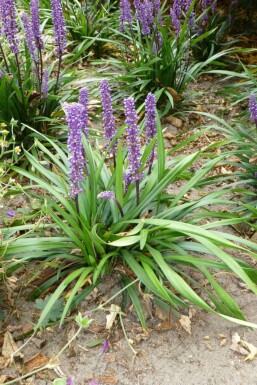Liriope muscari Liriope muscari 'Moneymaker' 5-10 Pot 9x9 cm (P9) Liriope muscari 'Moneymaker'