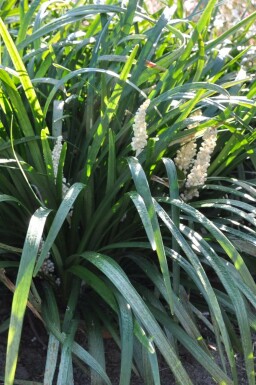 Liriope muscari Liriope muscari 'Monroe White' 5-10 Pot 9x9 cm (P9) Liriope muscari 'Monroe White'