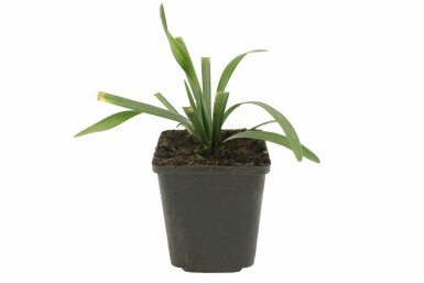 Liriope muscari Liriope muscari 'Royal Purple' 5-10 Pot 9x9 cm (P9) Liriope muscari 'Royal Purple'