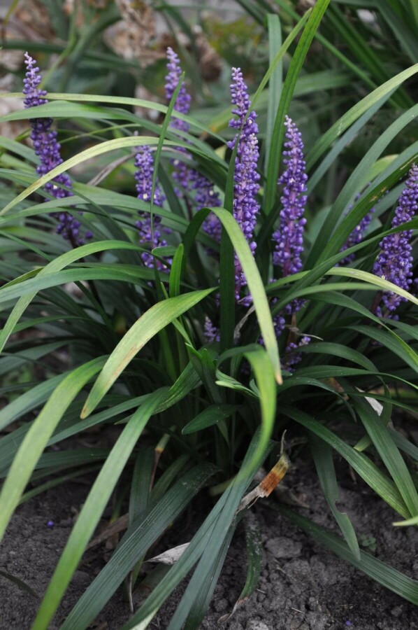 Liriope muscari Liriope muscari 'Royal Purple' 5-10 Pot 9x9 cm (P9) Liriope muscari 'Royal Purple'