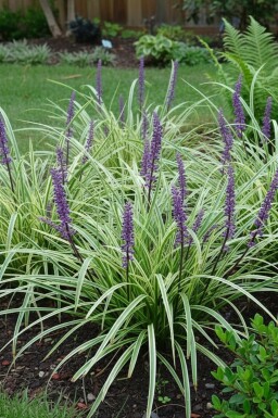 Liriope muscari 'Silvery Sunproof'