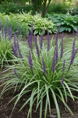 Liriope muscari 'Silvery Sunproof'