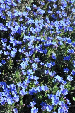 Glandore prostrée Lithodora diffusa 'Heavenly Blue' 5-10 Pot 9x9 cm (P9)
