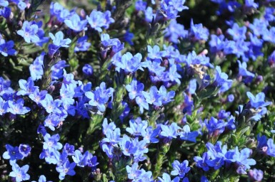 Glandore prostrée Lithodora diffusa 'Heavenly Blue' 5-10 Pot 9x9 cm (P9)